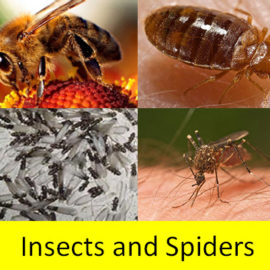 Insects and spiders