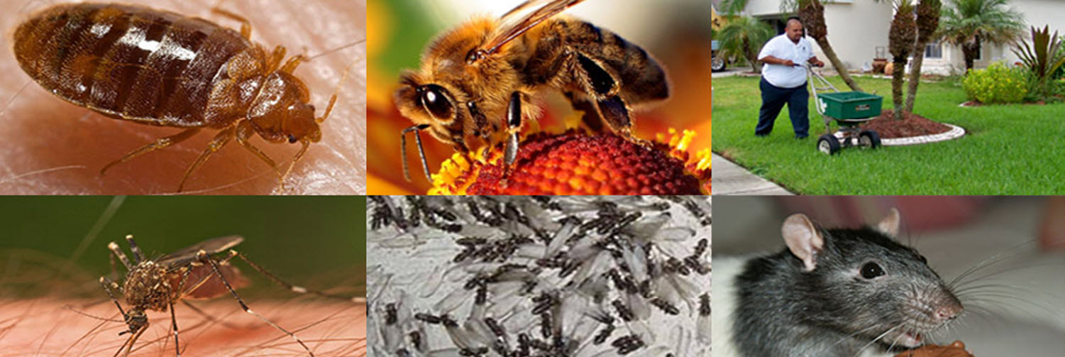 Trinity Florida VIP Pest Control VIP Pest Control LLC of Lutz Florida