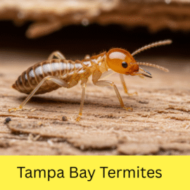 Tampa Bay Termites