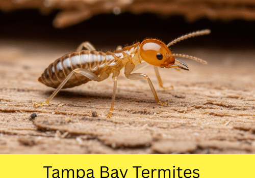 Tampa Bay Termites